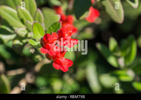 Isola di bocca di leone Bush (Gambelia speciosa) fiori, tolleranti alla siccità, California pianta nativa, specie in pericolo di estinzione Foto Stock