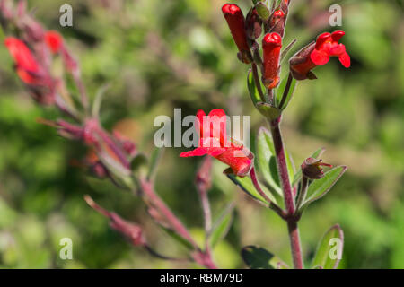 Isola di bocca di leone Bush (Gambelia speciosa) fiori, tolleranti alla siccità, California pianta nativa, specie in pericolo di estinzione Foto Stock