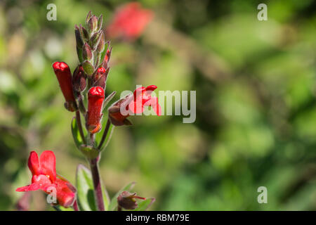 Isola di bocca di leone Bush (Gambelia speciosa) fiori, tolleranti alla siccità, California pianta nativa, specie in pericolo di estinzione Foto Stock