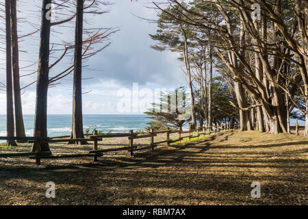 Vista verso l'Oceano Pacifico dal bosco di cipressi, Fitzgerald riserva marina, Moss Beach, California Foto Stock