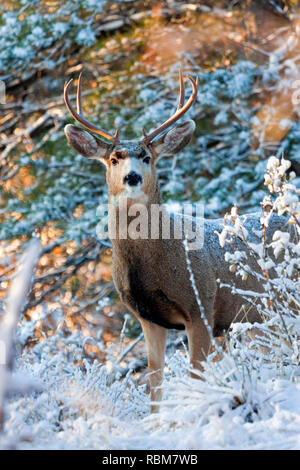 Mule Deer godere di un riscaldamento dopo un freddo inverno Colorado tempesta di neve. Foto Stock