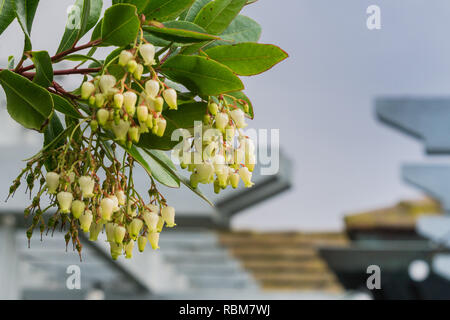 Corbezzolo (Arbutus unedo) fiori, California Foto Stock