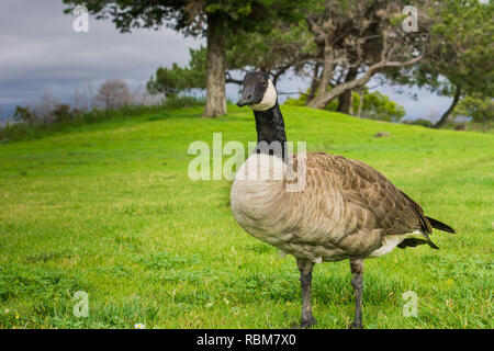 Canada Goose su un parco Prato, California Foto Stock