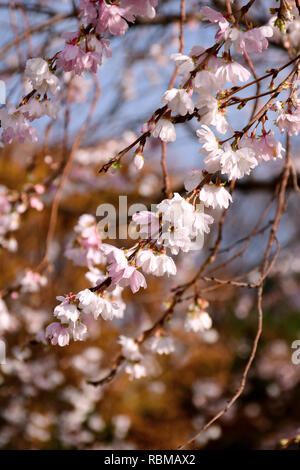 Autumnalis Makino o Autumunalis Makino o inverno-fioritura la fioritura dei ciliegi nel dicembre 2018 nel Parco Kenrokuen a Kanasawa, Giappone. Foto Stock