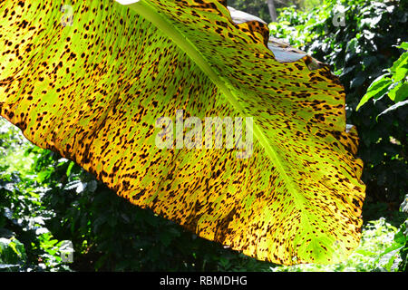 Malattia vegetale su una foglia di banano Foto Stock