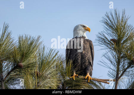 Un maestoso american aquila calva è appollaiato su un ramo contro un cielo blu nel nord Idaho. Foto Stock