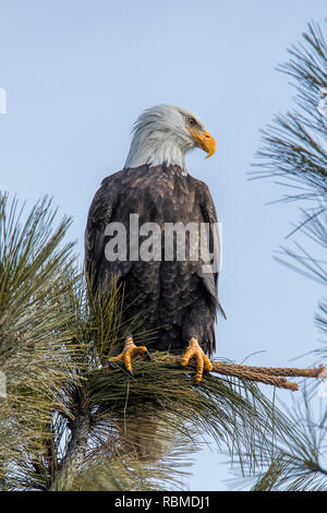 Un maestoso american aquila calva è appollaiato su un ramo contro un cielo blu nel nord Idaho. Foto Stock