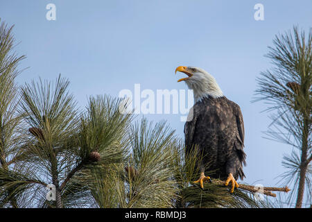 Un maestoso american aquila calva è appollaiato su un ramo contro un cielo blu a chiamare in nord Idaho. Foto Stock