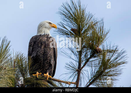 Un maestoso american aquila calva è appollaiato su un ramo contro un cielo blu nel nord Idaho. Foto Stock