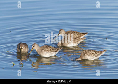 Molti sandpipers foraggio per il cibo in una palude poco profonde lungo la costiera della California Meridionale. Foto Stock