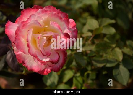 Un unico colore rosa e bianco colore delizia doppia rosa ( rosa) fiore crescente all'aperto in un vivaio/ all'aperto, giardino con foglie verdi e la sfocatura backgrou Foto Stock