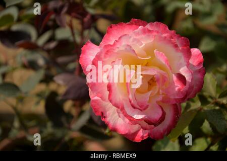 Un unico colore rosa e bianco colore delizia doppia rosa ( rosa) fiore crescente all'aperto in un vivaio/ all'aperto, giardino con foglie verdi e la sfocatura backgrou Foto Stock