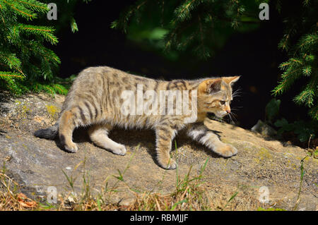 Giovani Wildcat, Felis silvestris, Germania Foto Stock