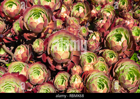 Aeonium arboreum o albero anemone di rosso e verde pianta con i fiori sullo sfondo Foto Stock