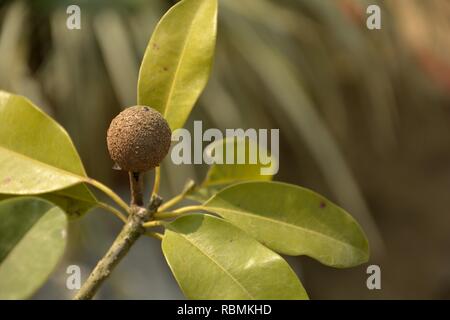 Un unico un unico piccolo Manilkara zapota, comunemente noto come sapodilla o chikoo con foglie verdi che crescono in pianta in giardino con la sfocatura sullo sfondo Foto Stock