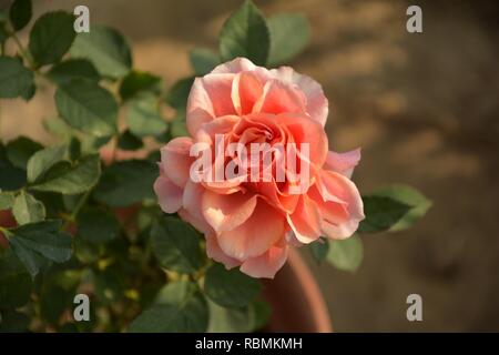 Un unico colore rosa e bianco colore delizia doppia rosa ( rosa) fiore crescente all'aperto in un vivaio/ all'aperto,giardino con foglie verdi e la sfocatura backgroud Foto Stock