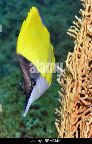 Giallo butterflyfish longnose - Forcipiger flavissimus Foto Stock