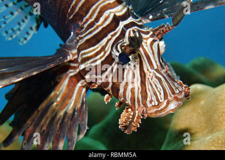 Leone comune / Diavolo firefish - Pterois miles Foto Stock