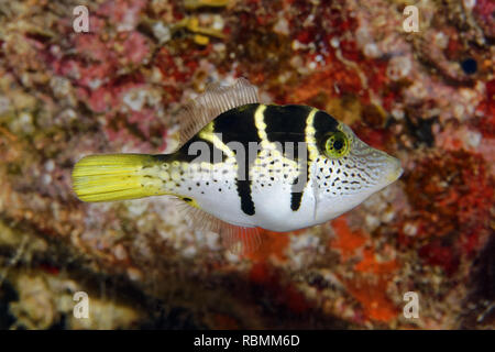 Blacksaddle filefish / imitare filefish - Paraluteres prionurus Foto Stock