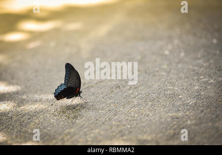 Farfalla sulla massa / il nero comune farfalla sulla massa di calcestruzzo nella natura tropicale giorno di estate Foto Stock