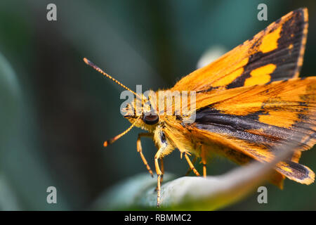 Arancione farfalla sulla pianta - insetti farfalla sulla pianta verde / chiudere arancione farfalla in giardino - Macro ramo di insetto con lo sfondo della natura Foto Stock