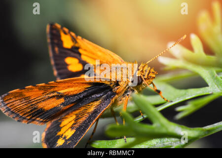 Arancione farfalla sulla pianta - insetti farfalla sulla pianta verde / chiudere arancione farfalla in giardino - Macro ramo di insetto con lo sfondo della natura Foto Stock