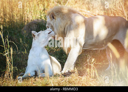 Leone Bianco / Maschio e femmina famiglia leone bianco giacente rilassante sul campo in erba safari - re della Wild lion pride - Animali in amore Foto Stock