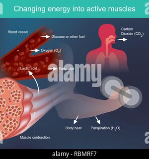 Il corpo si utilizzano nutrienti che forniscono energia quando si esercita da basata su fattori dal sistema sanguigno e principalmente i muscoli, rifiuti come perspi Illustrazione Vettoriale