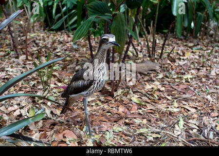 Bush Stone-Curlew (Burhinus grallarius), Brisbane, Australia Foto Stock