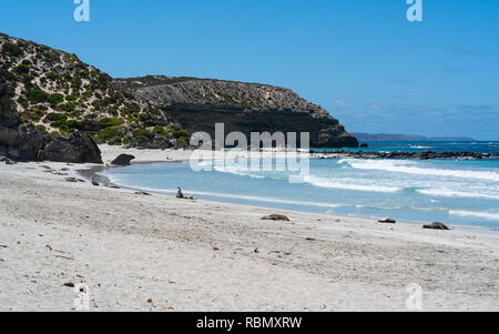 Seal Bay paesaggi sulla Kangaroo Island South Australia con appoggio leoni marini australiani Foto Stock