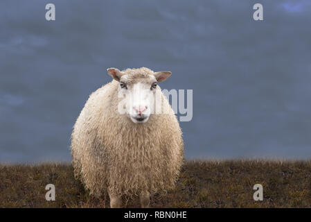 singola pecora che guarda curioso Foto Stock