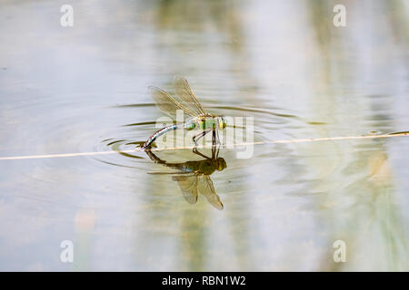 Bella imperatore libellula sulla superficie del lago Foto Stock