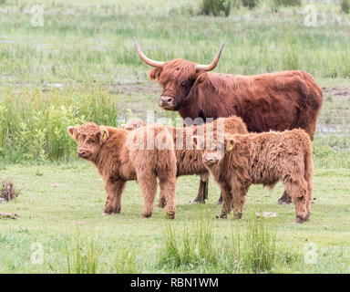 Highland famiglia bovini sul prato Foto Stock