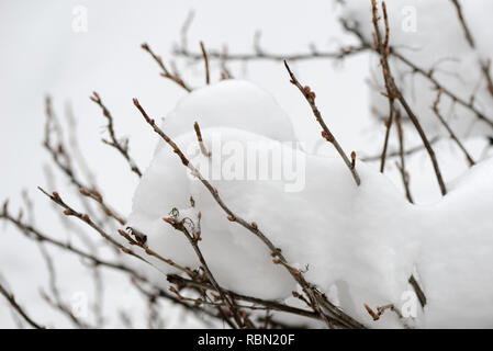 Cespugli di rami ricoperti di neve nel giardino di inverno Foto Stock