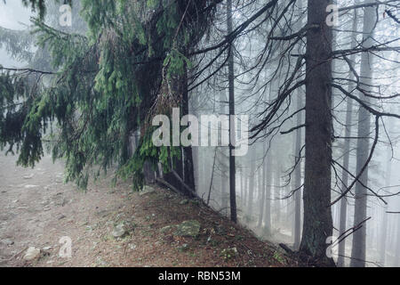 Misty foresta su pendii montani in presenza di luce solare. Drammatica e una stupenda scena. Posizione: Carpazi, Ucraina, l'Europa. Processo trasversale filtro, retrò e vinta Foto Stock