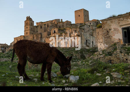 Donkey nella città fantasma Foto Stock