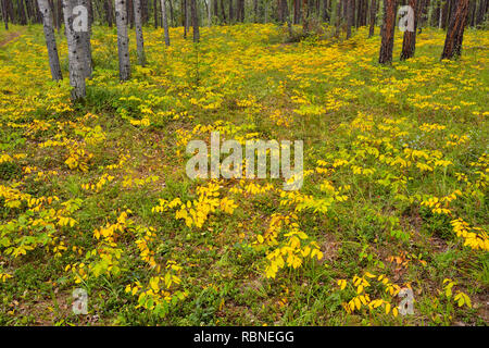 Tarda estate dogbane diffusione nel sottobosco di un martinetto di bosco di pini, Queen Elizabeth parco territoriale, Ft. Smith, Northwest Territories, Canada Foto Stock