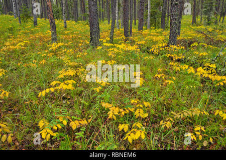 Jack bosco di pino sottobosco, Queen Elizabeth parco territoriale, Fort Smith, Canada Foto Stock