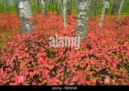 Aspen bosco con highbush mirtillo palustre nella tarda estate, Parco Nazionale Wood Buffalo, Albert, Canada Foto Stock