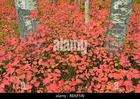 Aspen bosco con highbush mirtillo palustre nella tarda estate, Parco Nazionale Wood Buffalo, Albert, Canada Foto Stock