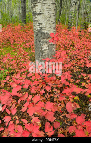 Aspen bosco con highbush mirtillo palustre nella tarda estate, Parco Nazionale Wood Buffalo, Albert, Canada Foto Stock