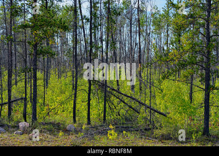 Rigenerare la vegetazione in una vecchia foresta zona incendio, Hwy 5 Fiume di fieno a Fort Smith, Northwest Territories, Canada Foto Stock