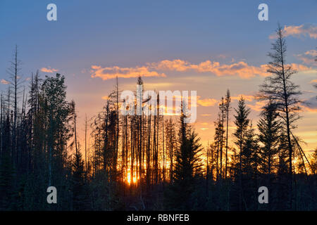 Cielo di tramonto in un vecchio incendio di foresta, Parco Nazionale Wood Buffalo, Alberta, Canada Foto Stock