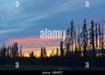 Cielo di tramonto in un vecchio incendio di foresta, Parco Nazionale Wood Buffalo, Alberta, Canada Foto Stock