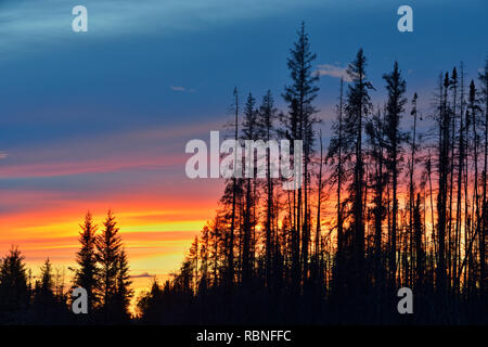 Cielo di tramonto in un vecchio incendio di foresta, Parco Nazionale Wood Buffalo, Alberta, Canada Foto Stock