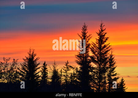 Cielo di tramonto in un vecchio incendio di foresta, Parco Nazionale Wood Buffalo, Alberta, Canada Foto Stock