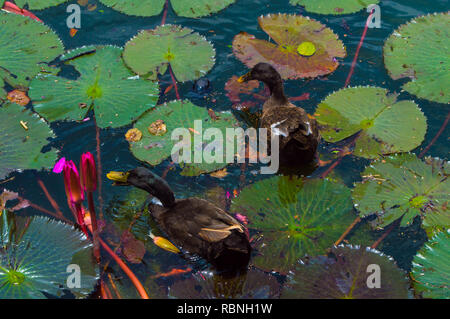 Anatre nuoto su uno stagno pieno di ninfee mentre mangia piante e fiori in una calda e luminosa pomeriggio. Foto Stock