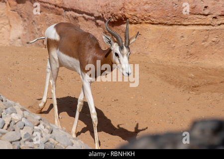 Un criticamente endagered sahara Africa residenti, la Dama o Mhorr gazzella a Al Ain Zoo (Nanger dama mhorr) camminare al fianco di rocce ed erba. Foto Stock