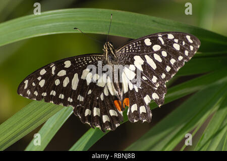 Un calce/Limone farfalla o calce/a coda di rondine a scacchi su un fiore rosso (Papilio demoleus) in Abu Dhabi, negli Emirati Arabi Uniti con una pianta verde dello sfondo. Foto Stock