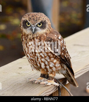 Southern Boobook Civetta (Ninox boobook) Foto Stock